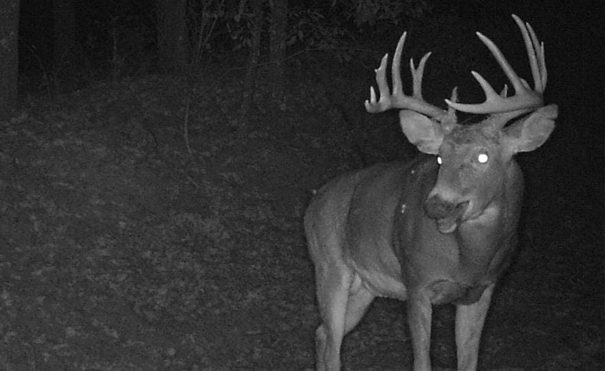 My Journey Learning the Ins and Outs of Trail Cameras
